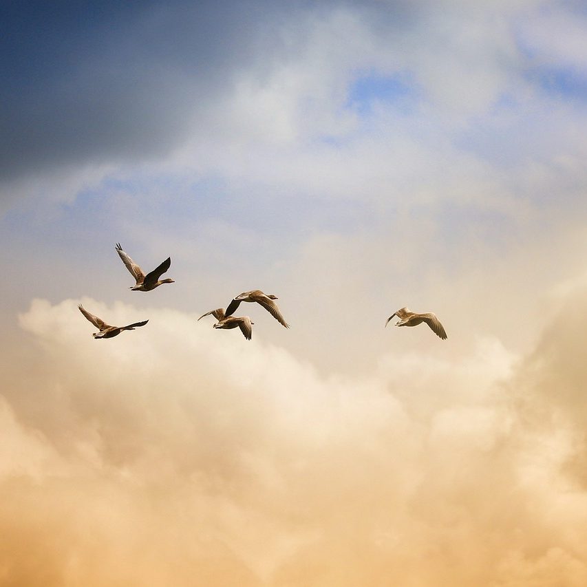 testimonial-07-free-img birds, flying, freedom, ducks, nature, heaven, animals, wildlife, sunset