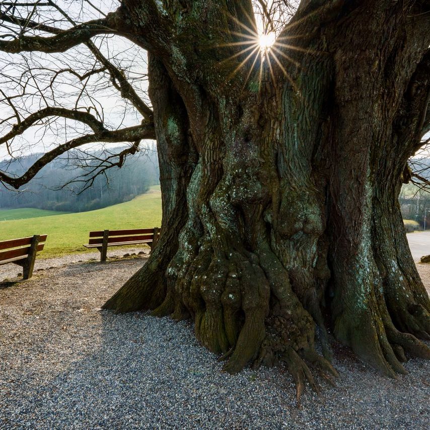 testimonial-07-free-img A towering ancient tree surrounded by benches in a peaceful outdoor setting with starburst sunlight.